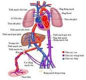 Những thay đổi sinh lý hệ tuần hoàn phụ nữ khi có thai